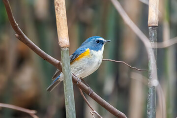 幸せの青い鳥、可愛いルリビタキ（ヒタキ科）。

日本国神奈川県にて。
2023年冬撮影。
