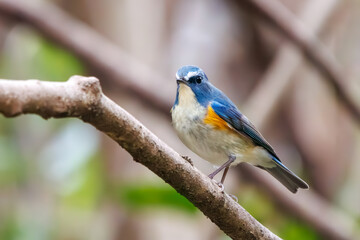 Obraz premium 幸せの青い鳥、可愛いルリビタキ（ヒタキ科）。日本国神奈川県にて。 2023年冬撮影。 