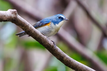 幸せの青い鳥、可愛いルリビタキ（ヒタキ科）。

日本国神奈川県にて。
2023年冬撮影。
