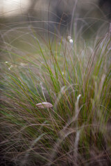 Grass in countryside pampas Argentina