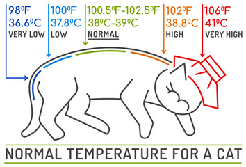 The normal temperature for a cat. Medical infographic.