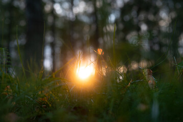 Sunset sun through green grass closeup on forest background with bokeh lights