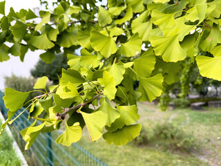 A close-up shot showcases a ginkgo biloba leaf's intricate details, positioned in sharp focus against a deliberately blurred fence in the background