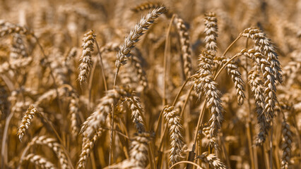 Spikelets of wheat close-up on the field.Wheat field.Agriculture, agronomy and farming background. Harvest concept.The global problem of grain in the world.