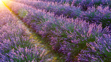 Lavender field.Beautiful image of lavender field Summer sunset. French Provence.Harvesting....