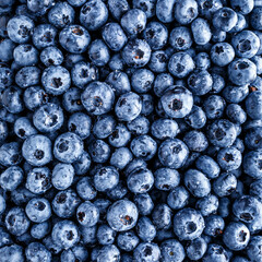 Water drops on ripe sweet blueberry. Fresh blueberries background with copy space for your text. Vegan and vegetarian concept. Macro texture of blueberry berries.Texture blueberry berries close up