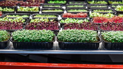 Urban microgreen farm.The microgreen in plastic trays.Baby leaves, phytolamp.Sprouting Microgreens on the Hemp Biodegradable Mats.Germination of seeds at home.Eco-friendly small business.