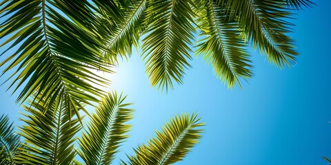 Tropical palm leaves against a sunny sky, nature background for summer vacation and travel themes. AI
