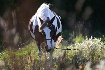 Schönes geschecktes Pferd im Gegenlicht