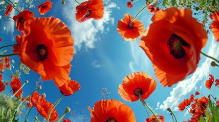 Fototapeta premium Beautiful poppy flowers from below against a blue sky background. Unusual angle on floral