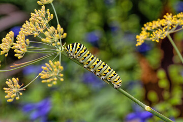 Caterpillars, larval  stage,Lepidoptera