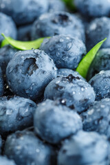 Water drops on ripe sweet blueberry. Fresh blueberries background with copy space for your text. Vegan and vegetarian concept. Macro texture of blueberry berries.Texture blueberry berries close up