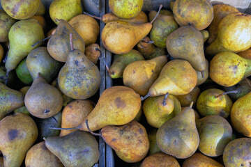 Pyrus communis, the common pear