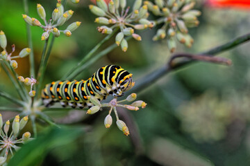 Caterpillars, larval  stage,Lepidoptera