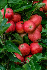 Red apples on a tree.Ripe Apples in the Apple Orchard before Harvesting. Apple orchard. Basket of Apples.Morning shot