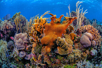 Fototapeta premium Caribbean coral garden