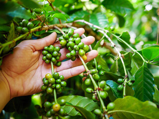 Raw coffee beans in hands,arabica coffee berries with agriculturist hands, Raw green coffee beans ...
