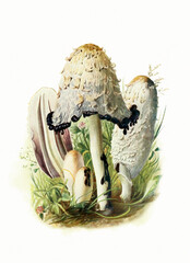 Forest Fungi. Digital Botanical Art