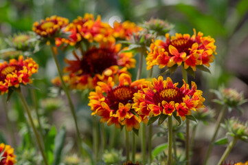 Gaillardia aristata red yellow flower in bloom, common blanketflower flowering plant, group of petal flowers