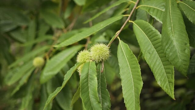A close-up of fresh, green chestnut leaves and spiky chestnut fruit, still on the tree. The leaves have a vibrant green color and a healthy sheen, with the fruit showing its characteristic prickly