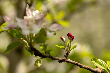 Red buds on a branch of a columnar apple tree in close-up. Blurred background