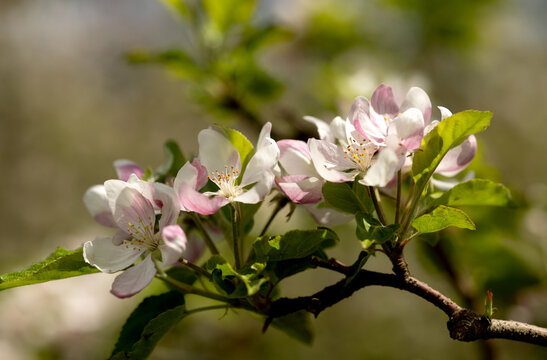 A branch of a flowering columnar apple tree in close-up. Blurred background