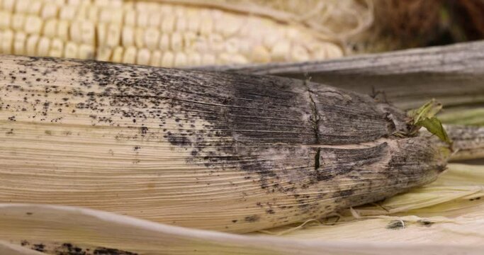 Old moldy corn cobs close-up, old spoiled sweet ripe corn food