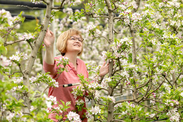 A mature woman in a pink dress looks at blooming columnar apple trees with a smile