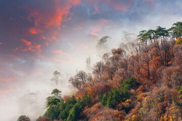 Autumn misty forest in mountains