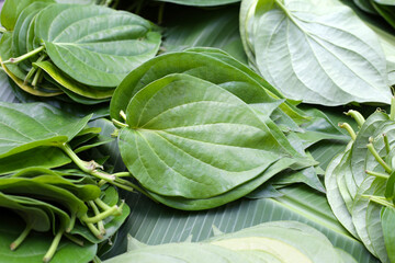 Green leaves of betel plant