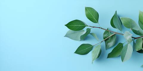 leaves on a tree ,A green leafy plant on a blue background ,Green leaves and their shadow on a blue background.

