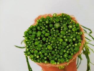 The white background in the picture is acacia, a local vegetable of Thailand. It has a delicious taste but has a strong smell when cooking. This is the tip of the acacia.