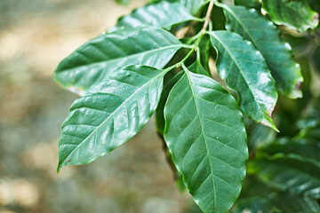 Coffee tree in coffee plantation on the mountain