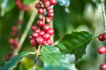 Arabica coffee berries