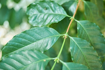 Coffee tree in coffee plantation on the mountain