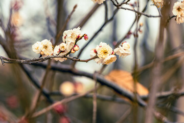 春一番を告げる梅の花