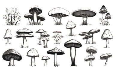 set of mushrooms isolated