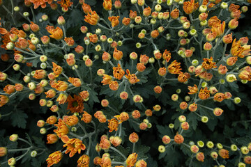 Orange chrysanthemums is budding in the garden.