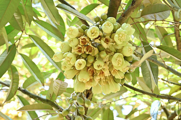 	
Group bud durian flowers blooming on the branches on tree in the garden, durian fruit grown from small to large, the best product quality in Thailand for export, king of fruit in Thai, bottom view