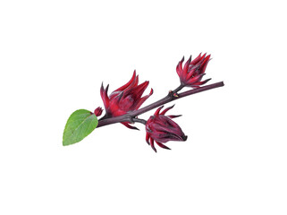Roselle hibiscus transparent png