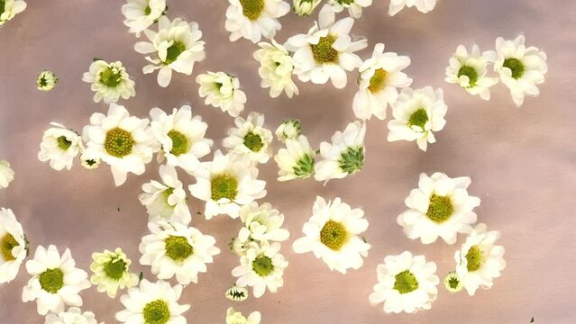 White daisies bask in the soft glow of sunlight, a tranquil scene captured from above. These blossoms speak to the desire for simplicity and natural beauty in our lives