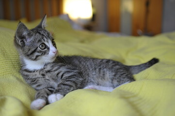 hübsche junge Hauskatze auf gelber Decke liegend