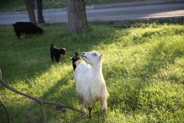 goat on the meadow