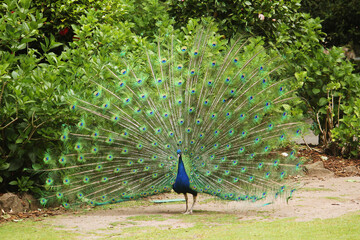 A peacock displays it's colourful feathers