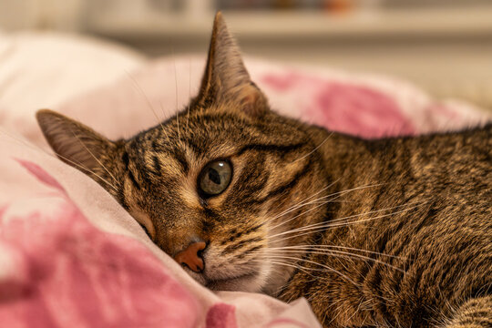 getigerte Katze liegt im Bett