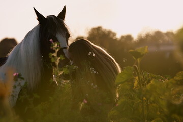 Pferdeliebe. Junge Frau küsst geschecktes Pferd in der Abendsonne
