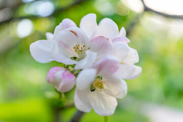 Apple blossom close-up. Selective focus