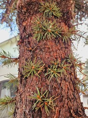 pine branches protruding from pine tree trunk