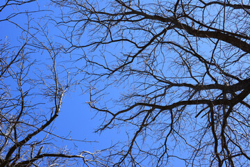 branches of bare tree on blue sky background