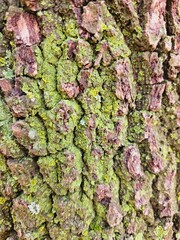 bark of tree